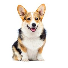 Funny Pet's