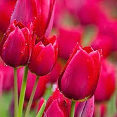 sana fayyaz