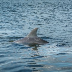 Panama City Beach  Dolphin Tours