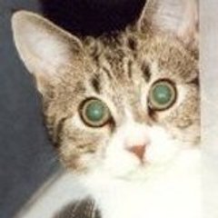Pitoucat