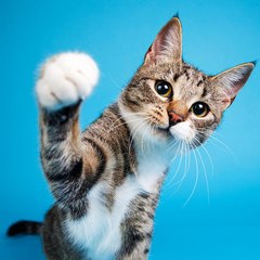 T-SHIRT CAT