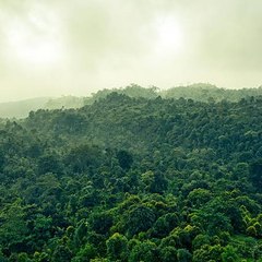 Life in Jungle