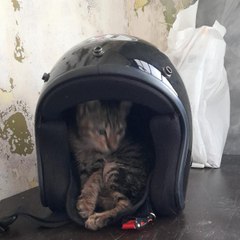 Kimbap kimchi cats