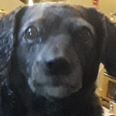 Millie & Bub's Channel