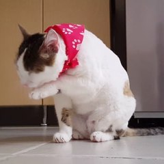 Funny Animals Cats & dogs