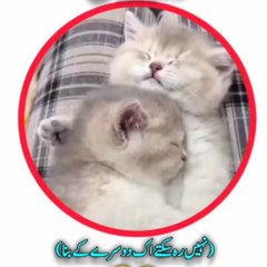 Funn For All