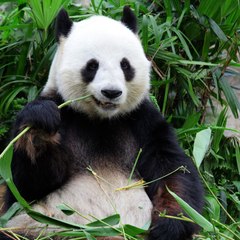 Wonders of the Animal World