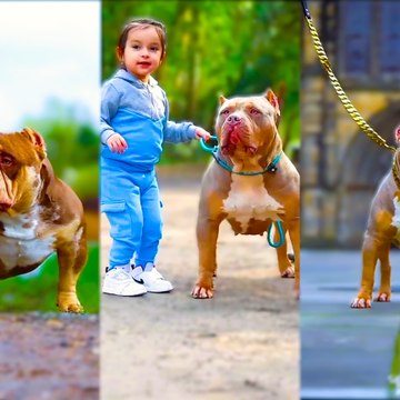 Pitbull dog