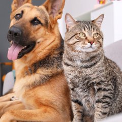 Dogs&Cat Care