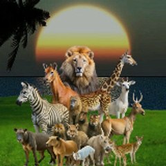 Wild Animal