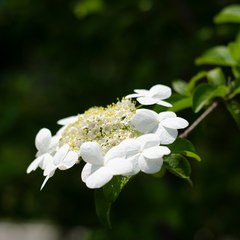 Fine flower