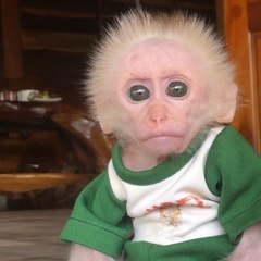 Monkey Bon Family