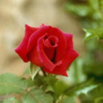 Major Keyvan Nourhaghighi