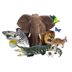 animalkingdom1