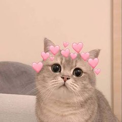 kitten Cats