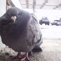 Pigeon_Gothique