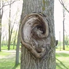 Bud