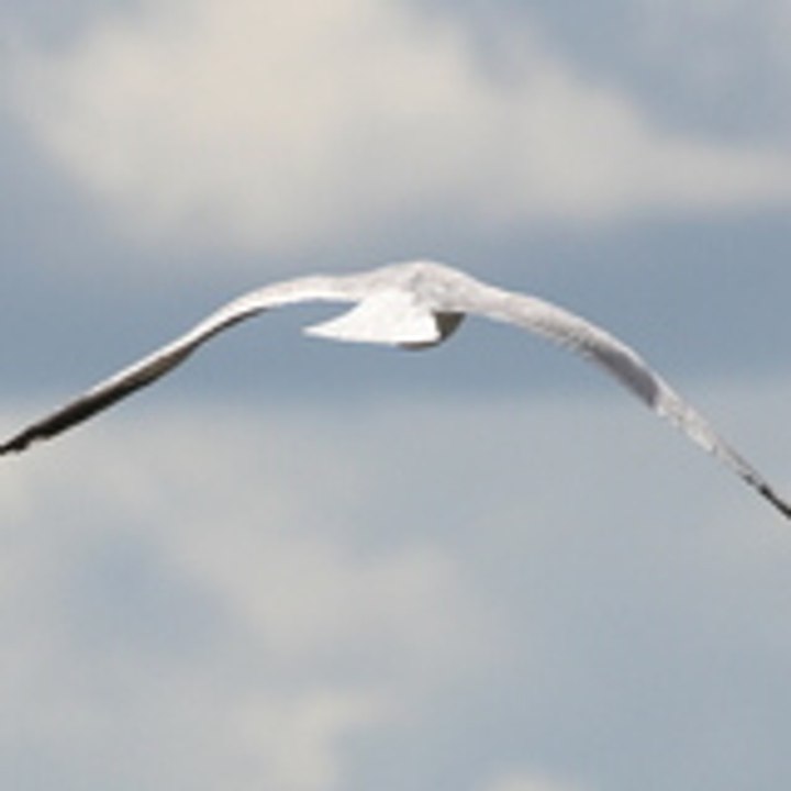 Dailymotion profile picture for @everglades