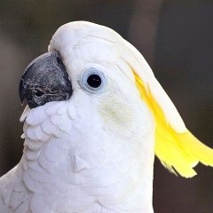 tidakloloscpns