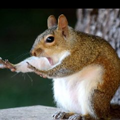 Funny animals