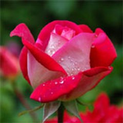 Subham Suman Saikia