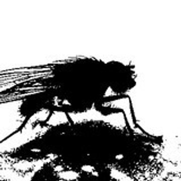 FLY PRODUCTION