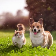 Wellness Whispers for Cats and Dogs