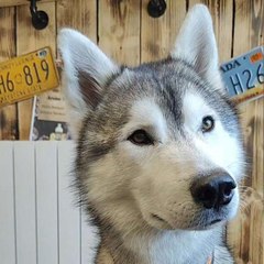 lhusky.romeo