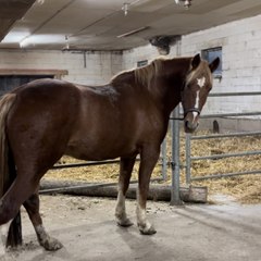 Cœur de cheval