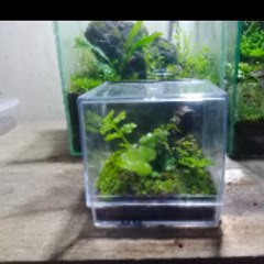Saungplant