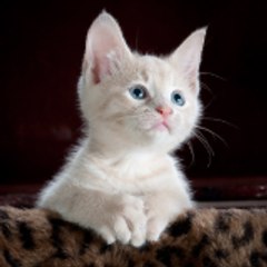 Little kitten 787