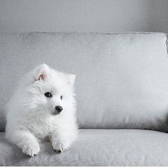 Nice cats and dogs
