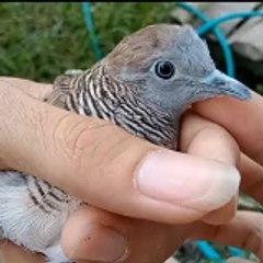 Perkutut