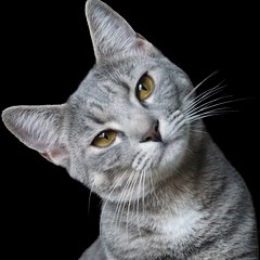 Cats Club