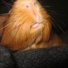 chony