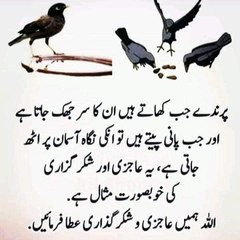 Islamic Rays of Truth