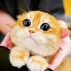 Cat Vibes