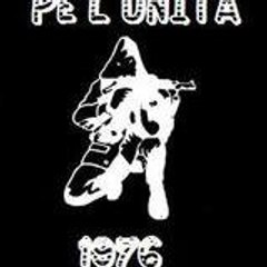 palnecca