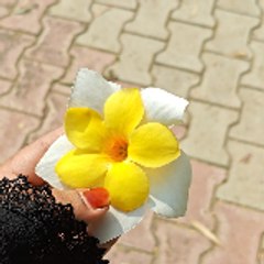 Sayeda123shaikh