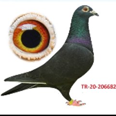 WORLD BEST PİGEONS