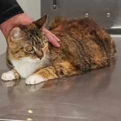 Explorer's Lucky Tiger