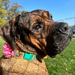 Cumberland Valley Animal Shelter