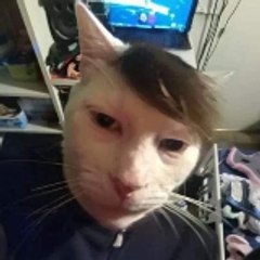 Kavin catada