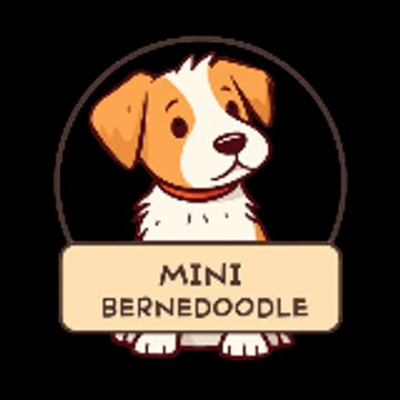 Mini Bernedoodle