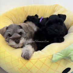 LoveGiverSchnauzers
