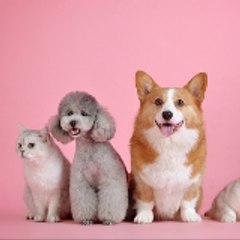 Dog and Cat