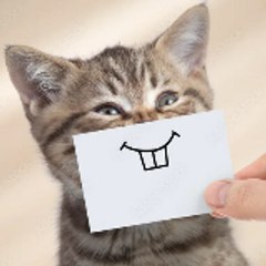 Funny videos
