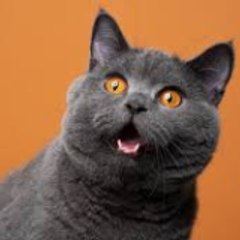 Cats Lover