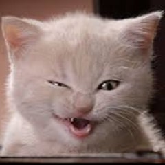 Cat Lover