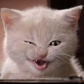 Cat Lover